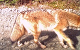 Coyote112409_1033hrs
